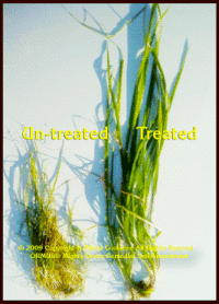 Treated and Untreated examples of the profound effects of ORMUS (tm) and Vivalent (Mt) when used on drought stricken plants. (c) 2008-2015 Copyright H. Alfred Goolsbee. All Rights Reserved.