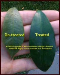 Treated and Untreated examples of the profound effects of ORMUS (tm) and Vivalent (Mt) when used on drought stricken plants. (c) 2008-2015 Copyright H. Alfred Goolsbee. All Rights Reserved.